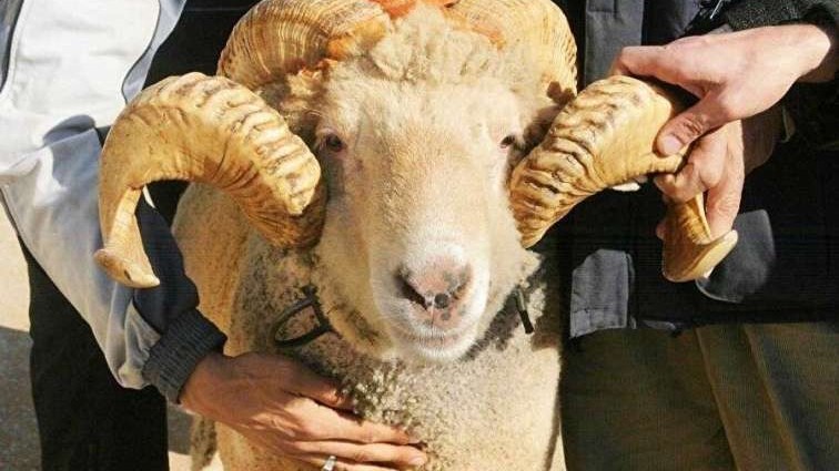 en-maraqli-qurban-bayrami-mesajlari-sevdiklerinize-gonderinnbsp-1749193072